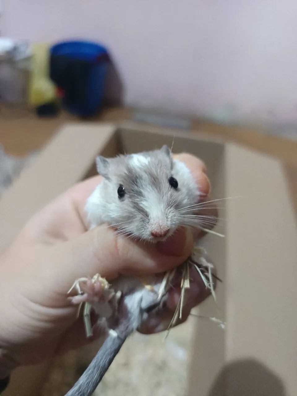 Gerbil em Maceió, esquilo da mongolia (gerbo) - Foto 2