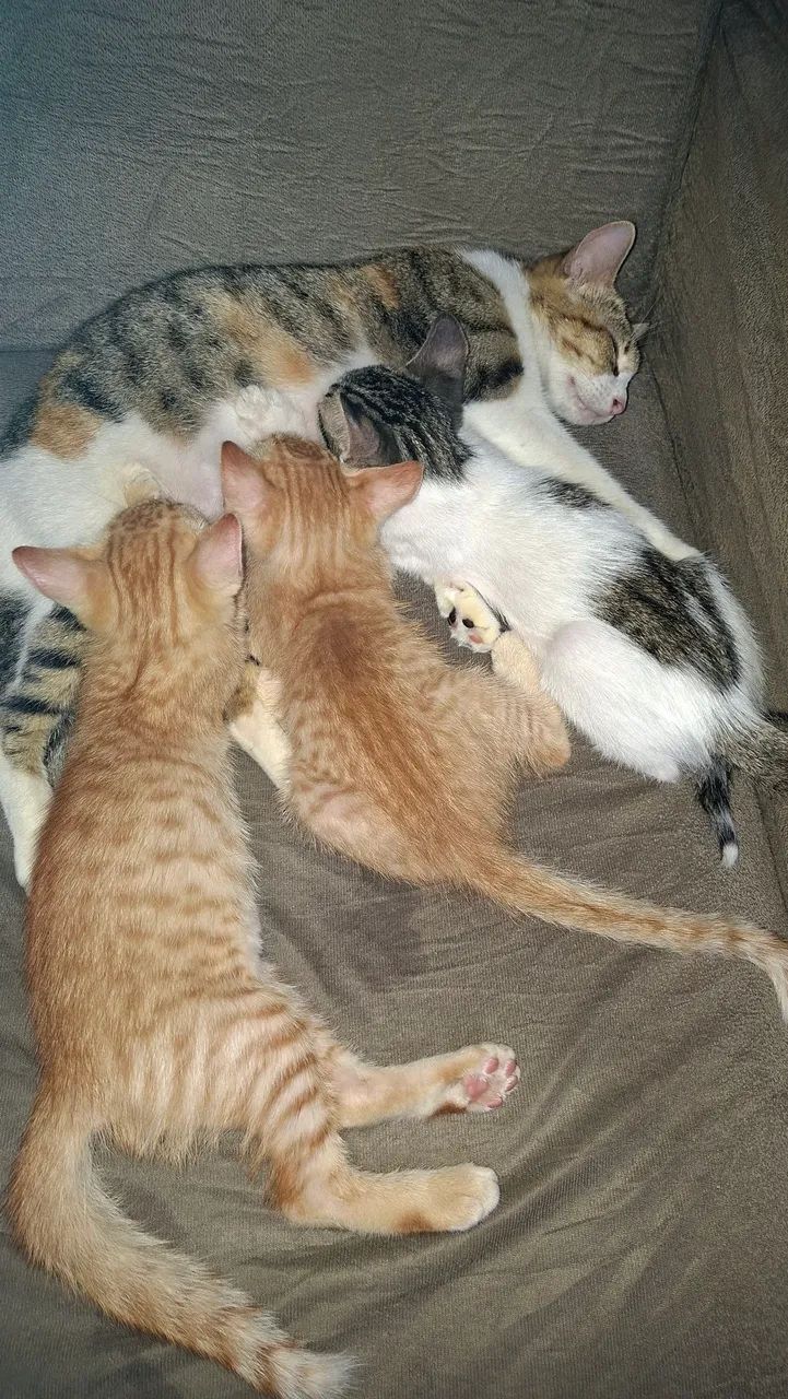Filhotes de Gatos - Foto 2