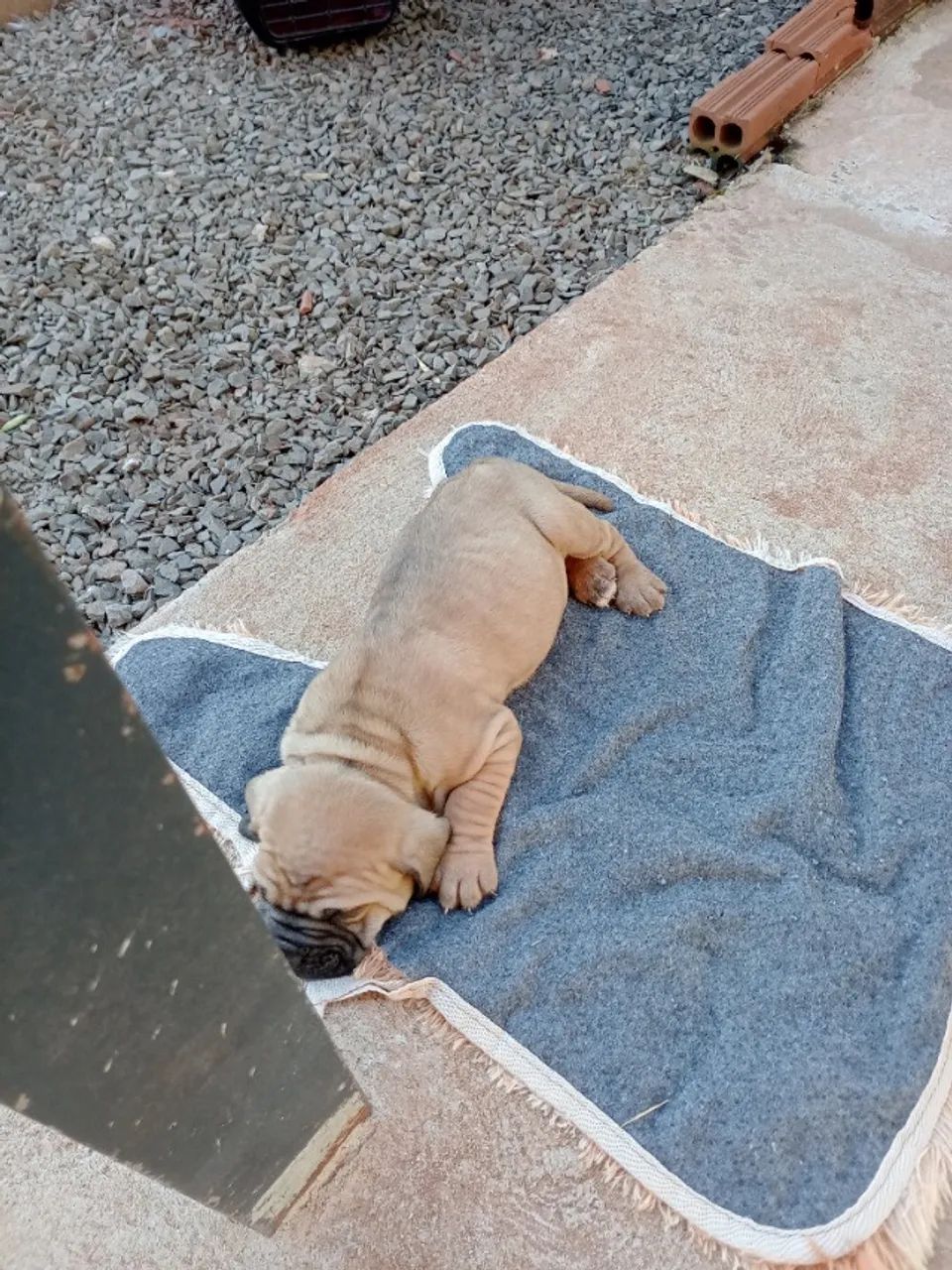Fila brasileiro  - Foto 2
