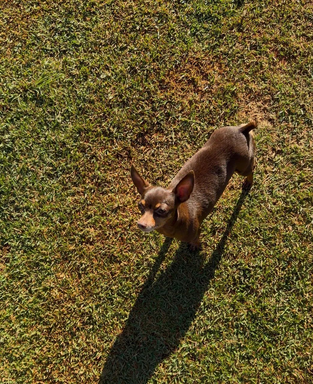 Pinscher  - Foto 5