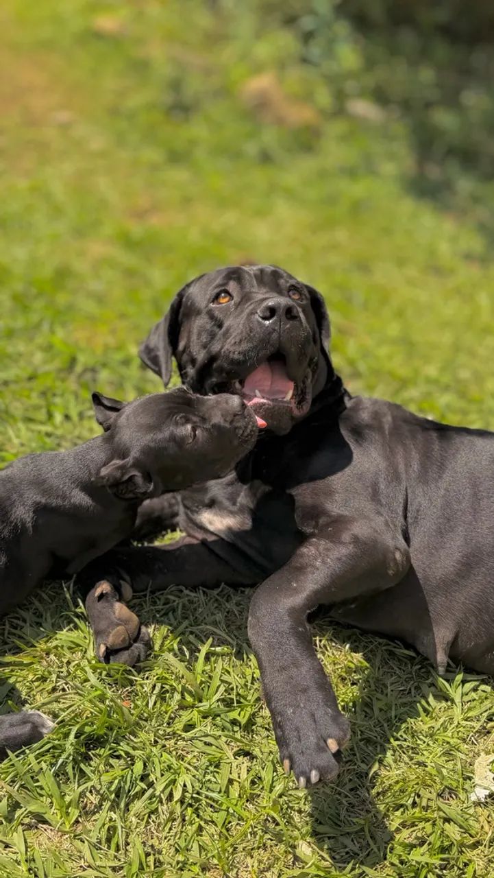 Cane corso macho FULLBLACK  - Foto 4
