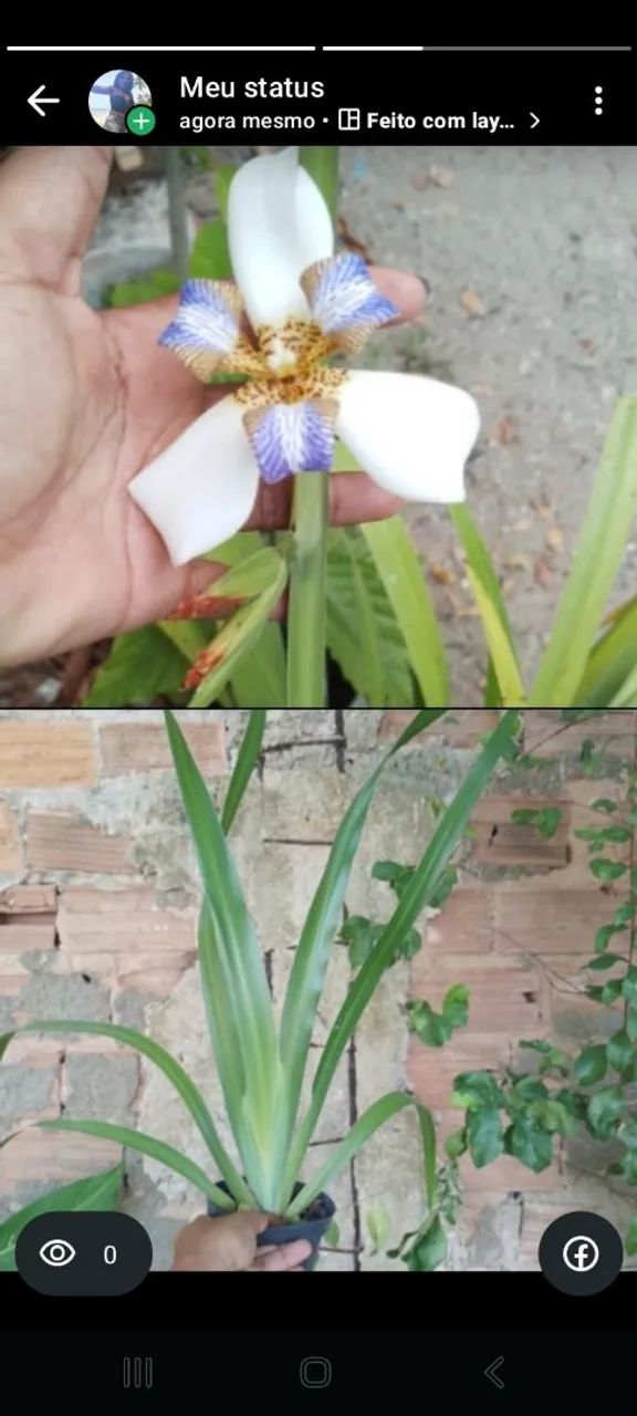 Muda de Neomarica - Foto 2