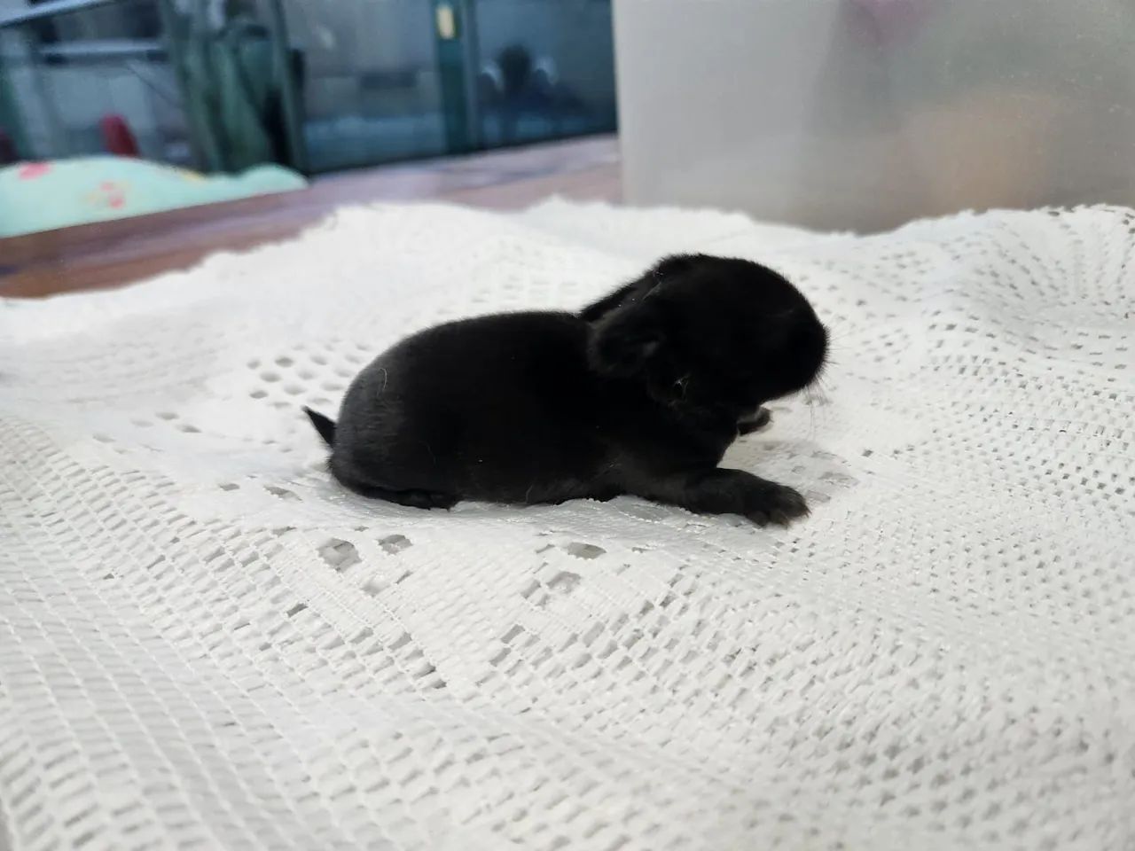 Mini Coelho Holandês  - Foto 3