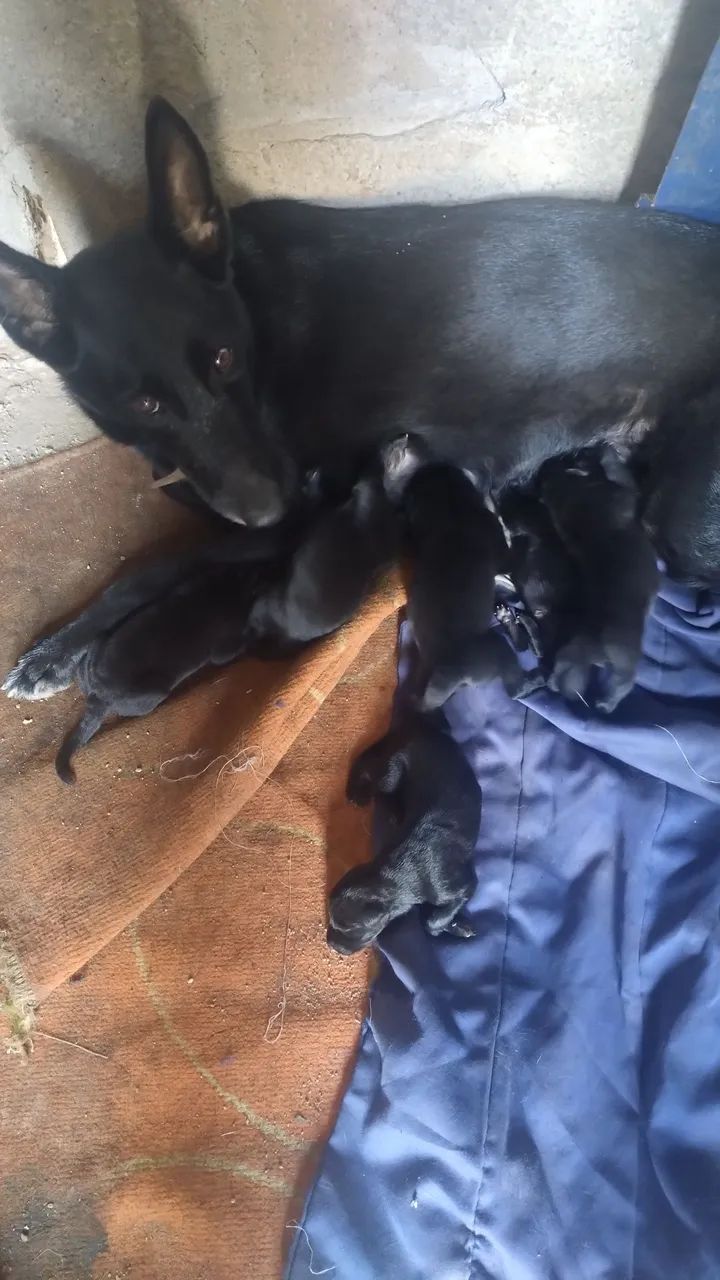 Cachorro pastor alemao - Foto 2