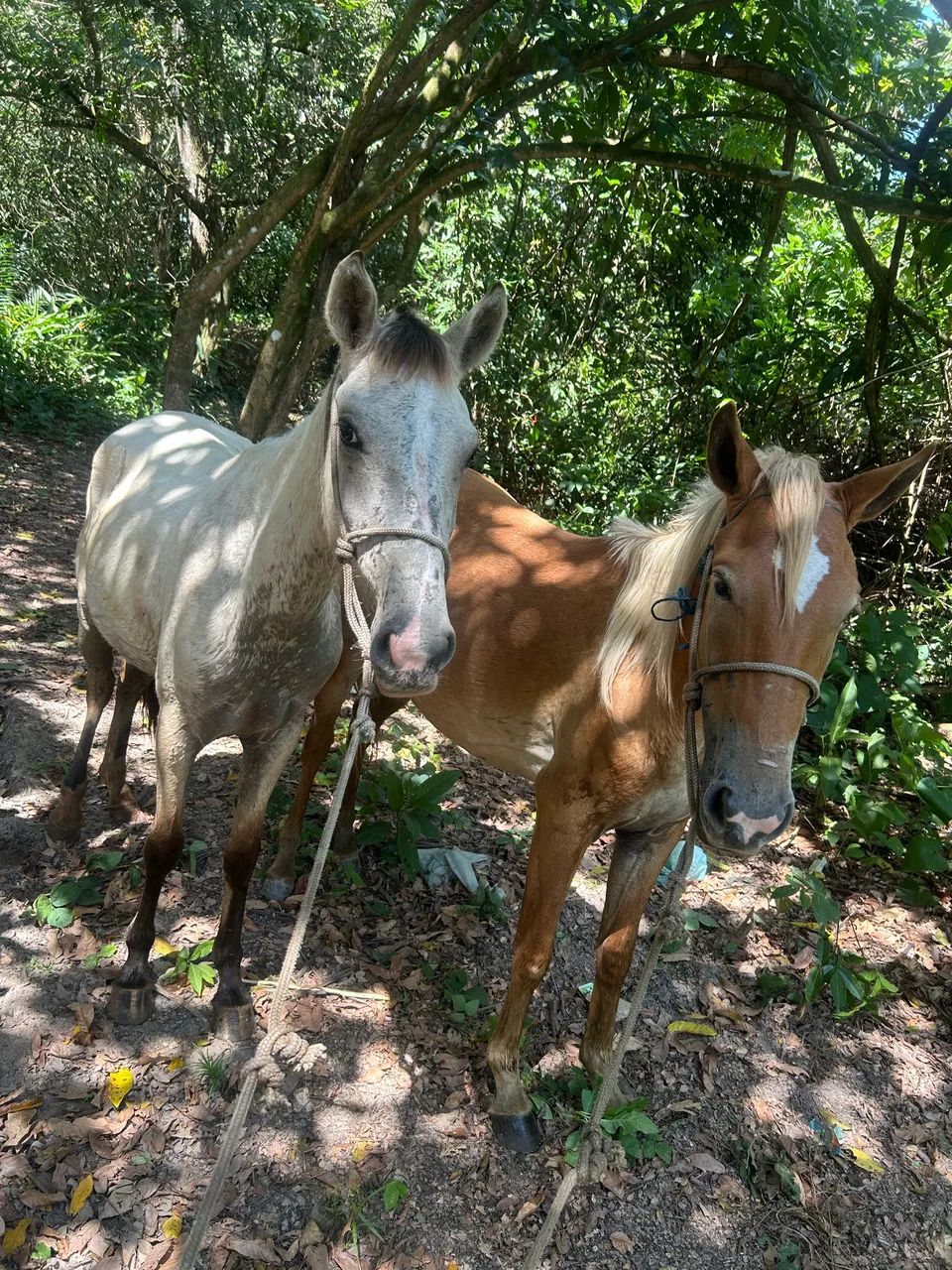 Vendo Duas potras  - Foto 5