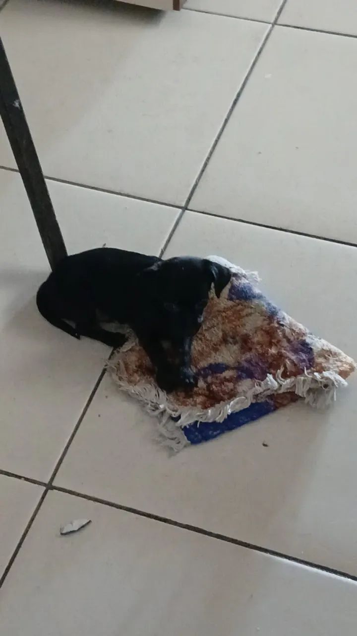 Pinscher Macho pequeno n°1 - Foto 2