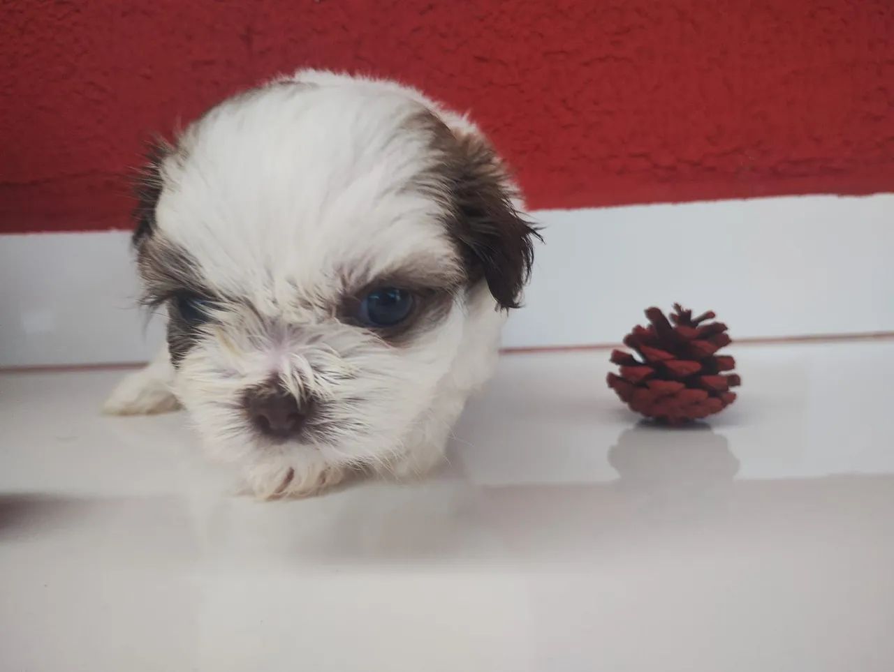 Shihtzu - Foto 4