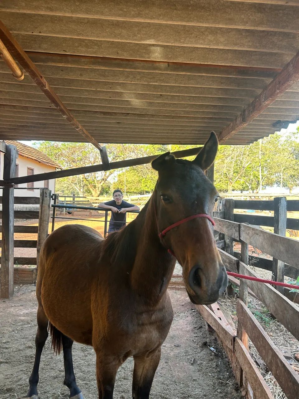 2 cavalos por 1500 $