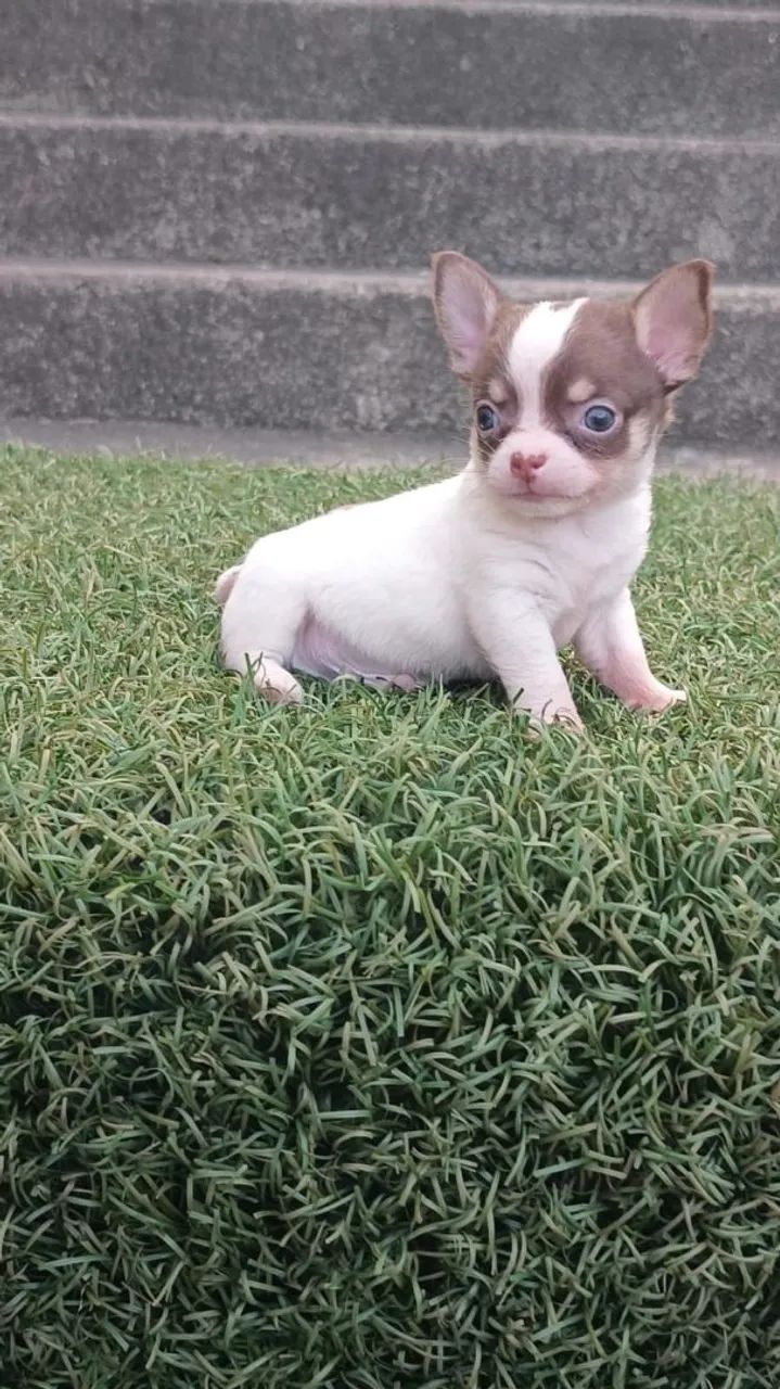 Chihuahua  - Foto 2