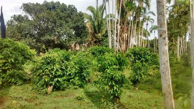 Fazenda 250hectares (pra vender urgente) - Foto 11