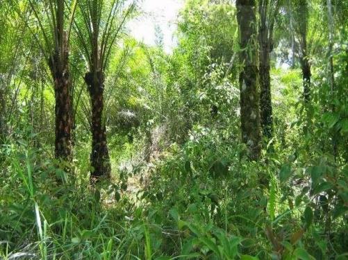 Fazenda para venda em camamu, tapuía - Foto 7