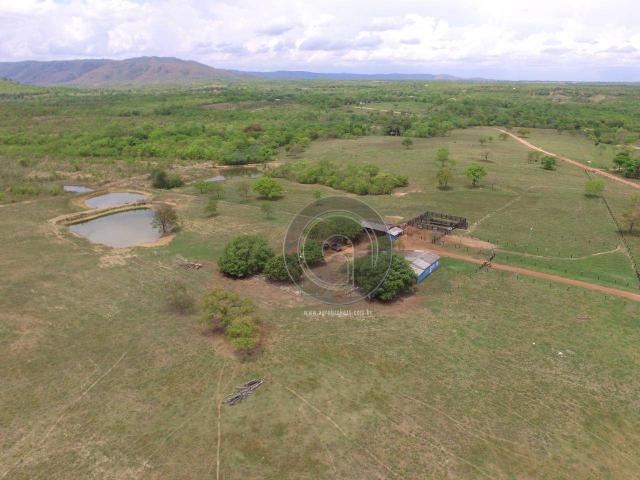 Sítio 70 ha na guia - Foto 3