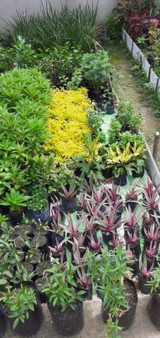 Plantas - Foto 2