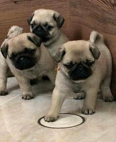 Filhotes de pug com pedigree! - Foto 3