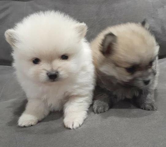 Spitz Alemão Anão - Com Pedrigree - Lulu da Pomerania Anão Branco - Foto 6