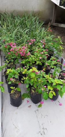 Plantas