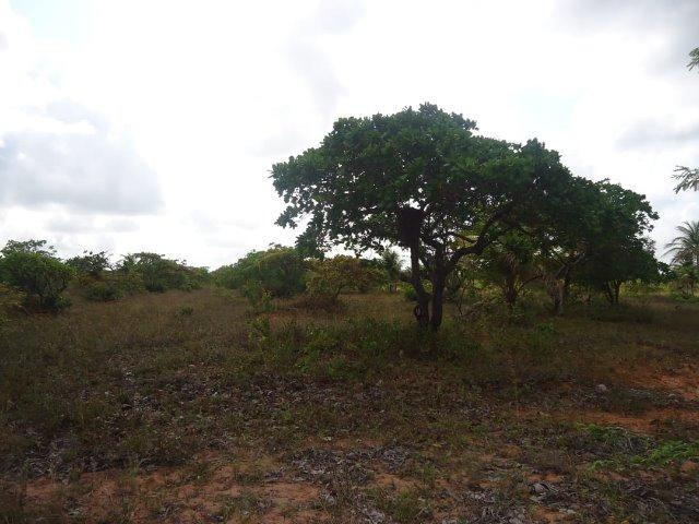 Vendo Granja em Touros-49 hectares-Escritura Publica-1500 pé de Coqueiros-Pau-Caju - Foto 4