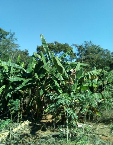 Chácara - Foto 7