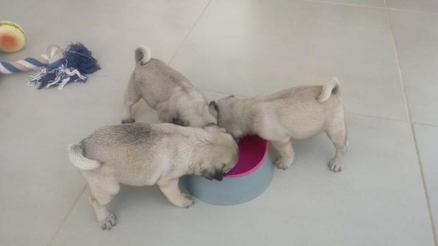 Filhotes Pug 60 dias de vida completados em 21.01.2020 . R$ 1.000,00 A Vista - Foto 5