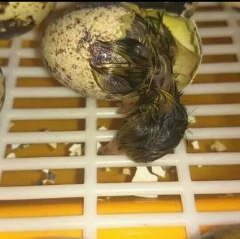 Ovos de codornas - Foto 6