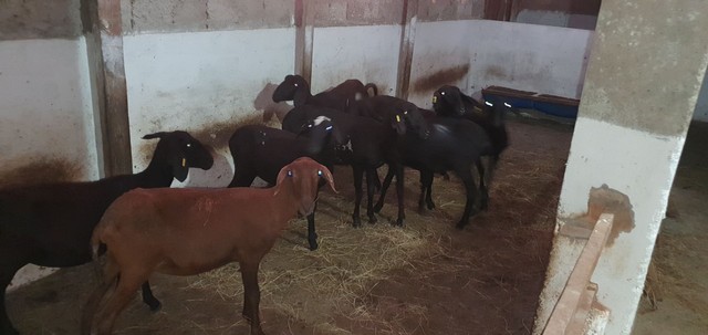 Lote de ovelhas com reprodutor