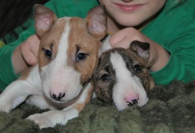 Promoção Belíssimos Filhotes de Bull Terrier - Cachorros e acessórios -  Centro, Atibaia 1010981066 | OLX
