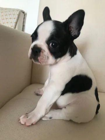 Vendo filhote de buldogue francês  - Foto 4