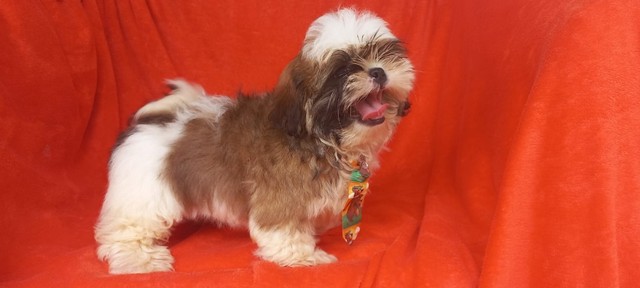 shih tzu macho Filhote - Vacinado com Pedigree, comendo ração. Em 12 x sem juros. 