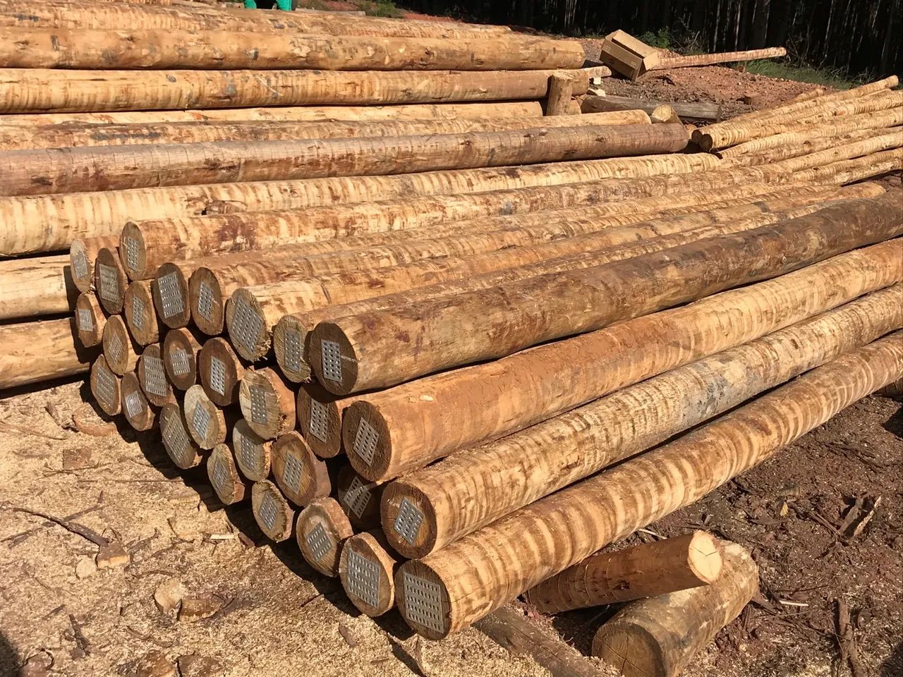 Eucalipto tratado cloeziana