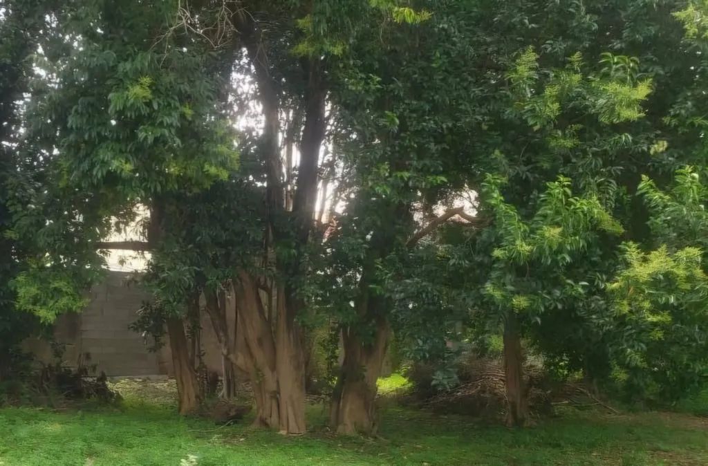 Terreno à venda em Presidente Altino, Osasco - Ótima localização e infraestrutura! - Foto 9