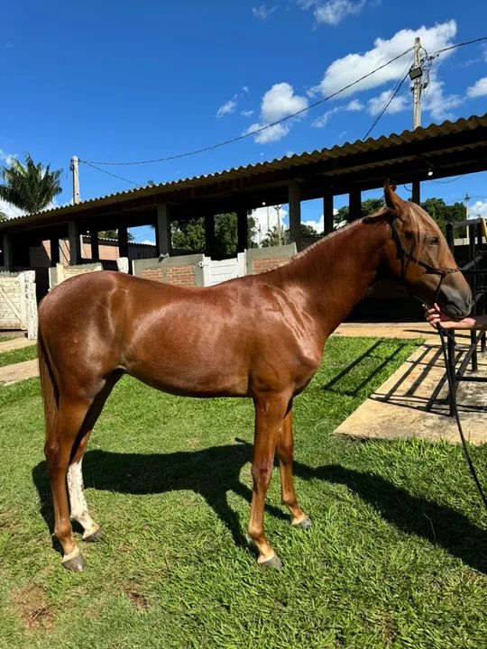 Potro Manga larga Paulista - Foto 3