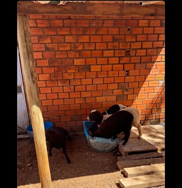 VENDO CORDEIROS TEXEL<br> - Foto 3