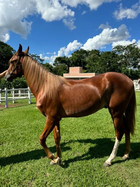 Potro Manga larga Paulista