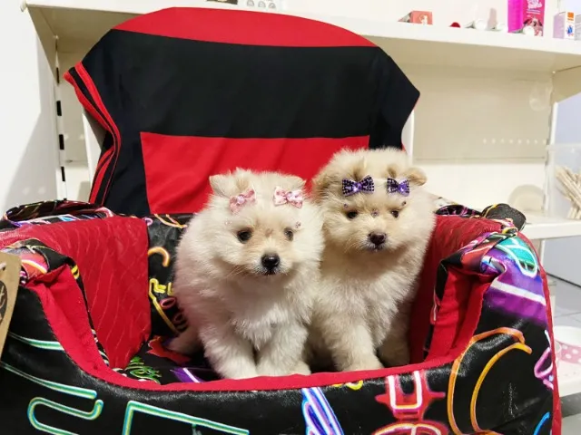 Spitz Alemão anão fêmea e macho filhotes