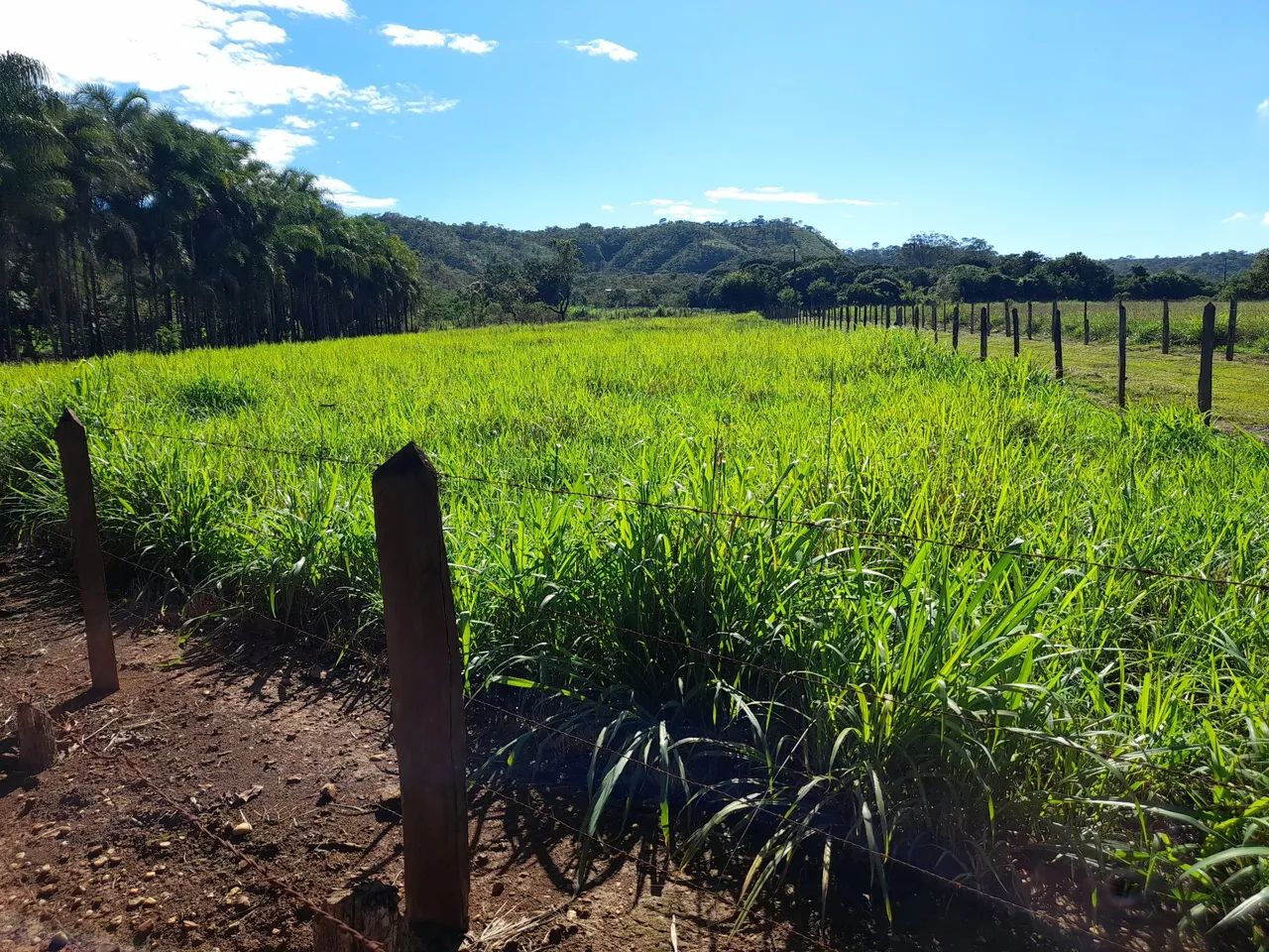 alugo pasto capim mordaça e braquiarão