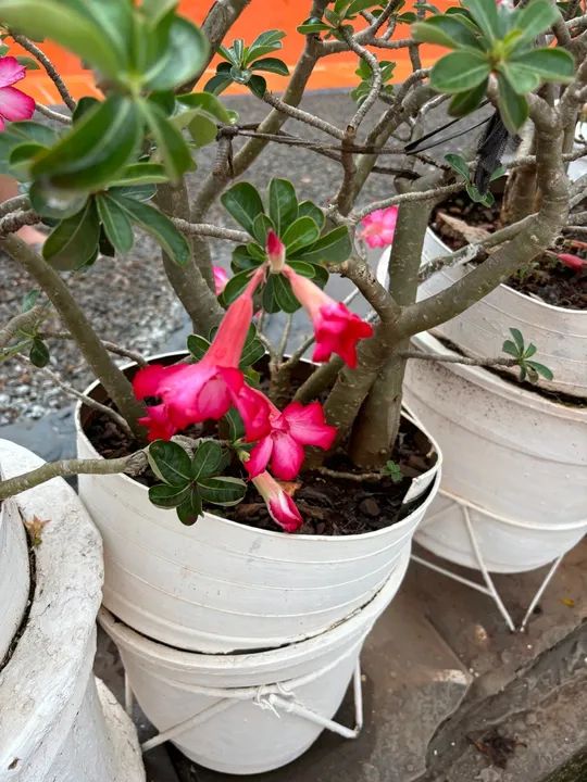 Vendo Rosas do Deserto  - Foto 4