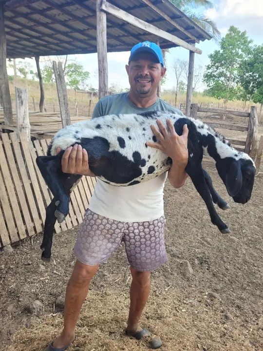 Ovelhas ? ? ? ? ? dorper  - Foto 3