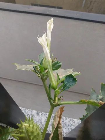 Sementes De Datura Stramonium - Figueira (flor Branca)