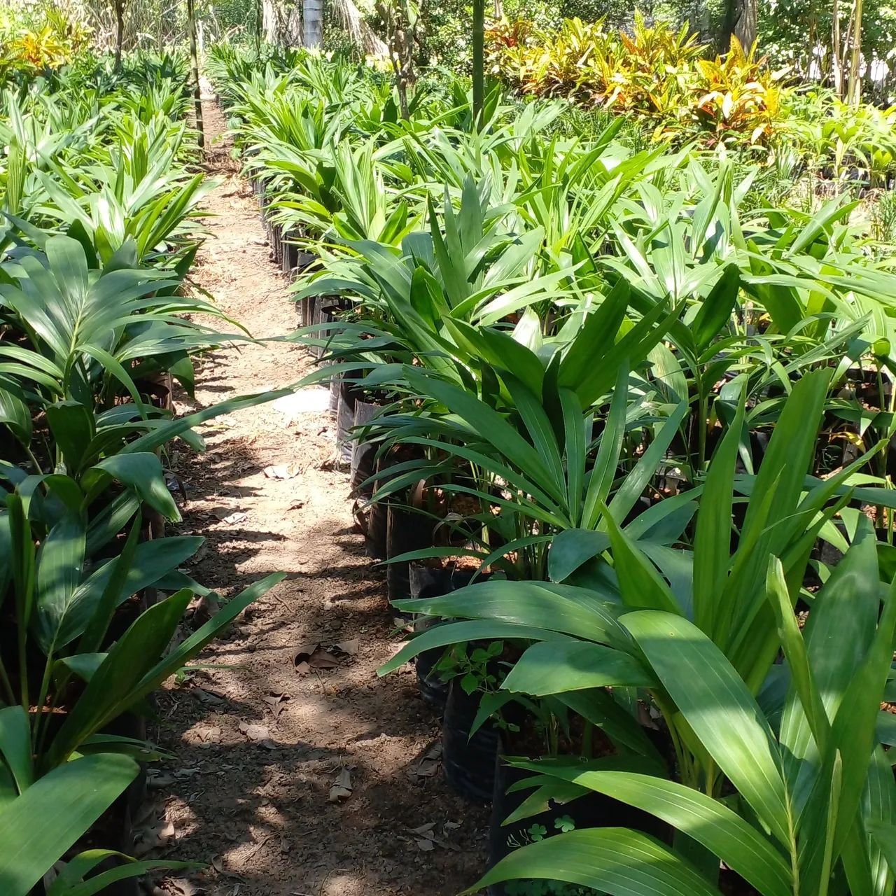 Mudas de Grama Ornamental - Foto 6