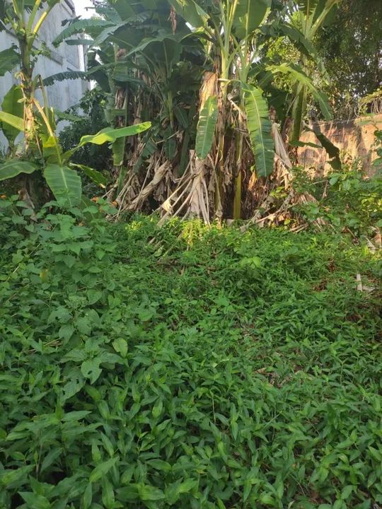 foto - Manaus - Santo Agostinho