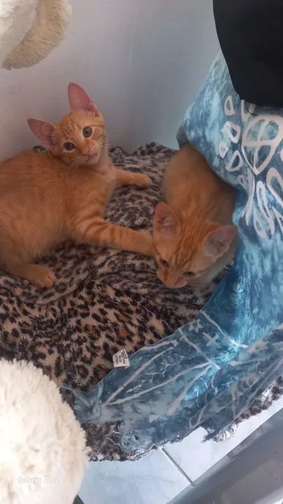 Gatinhos doação responsável.  - Foto 3