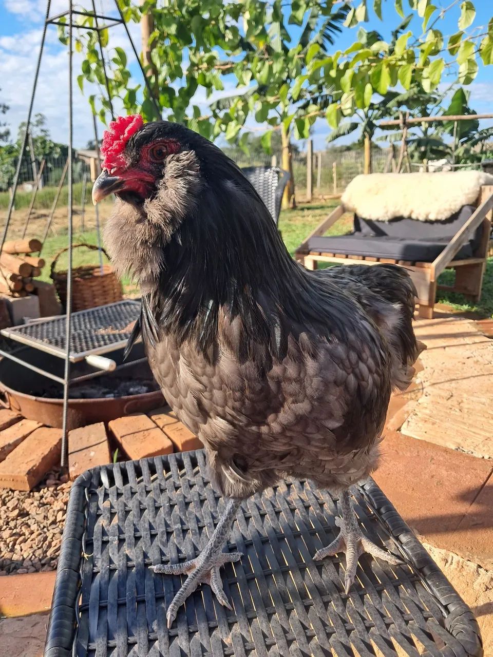 Ameraucana Blue