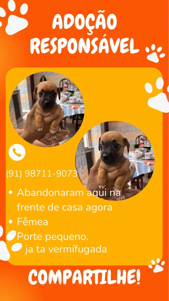 Filhote para adoção responsável