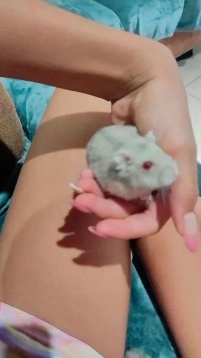 Hamster fofinho para adoção