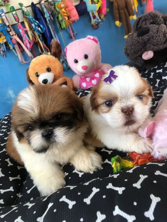 Shih Tzu - Lindos e Brincalhões - Foto 2
