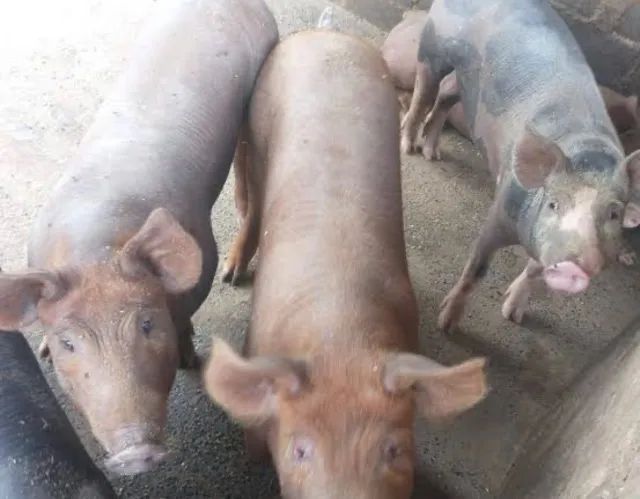 VENDA DE PORCO CAIPIRA  - Foto 2