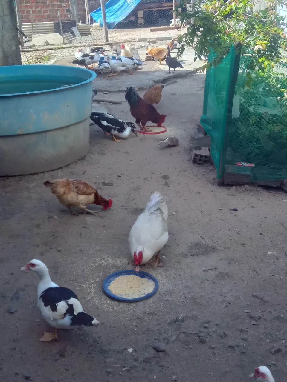 Patos