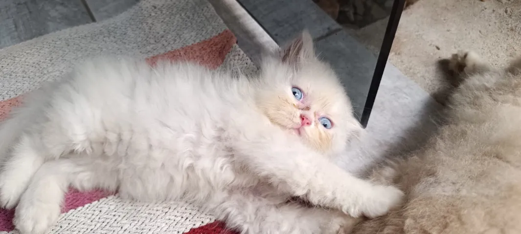 Filhote Gato persa fêmea 