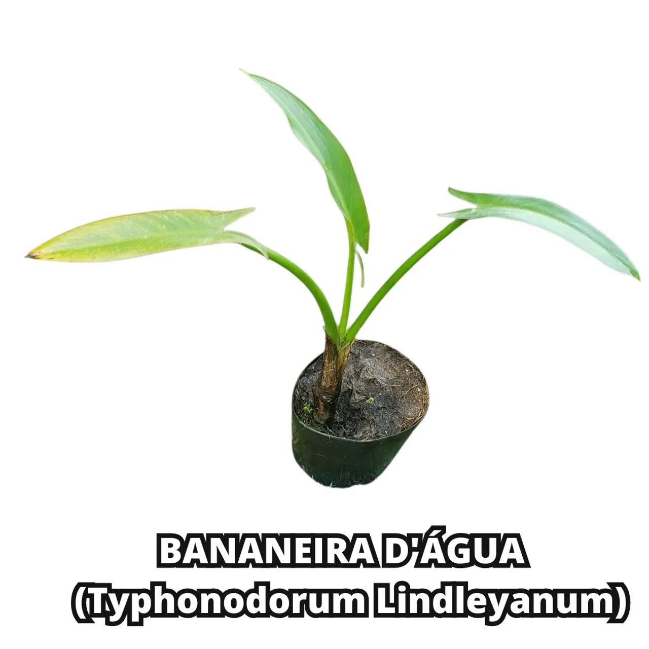 BANANEIRA D'ÁGUA  A Bela E Rara Typhonodorum Lindleyanum - Foto 2