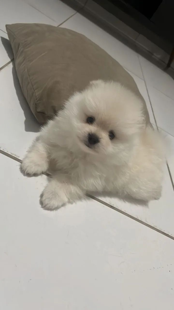 A turminha de lulus mais lindas estão  com a gente - Foto 2